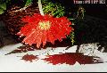 "Daisy Red"