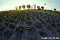 "Hot Air Balloons and the Field"