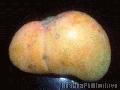 "Twin Mangoes",
Photographer/Artist: Ava Grace Fogata,
Date Taken: 2005,
Place Taken: Zambales,
