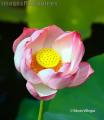 "Lotus @ La Mesa Eco Park",
Photographer/Artist: Edwin Villegas,
Date Taken: May 30, 2010,
Place Taken: Metro Manila
