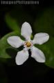 "Pure",
Photographer/Artist: John Henry Pacay,
Date Taken: 2010,
Place Taken: Metro Manila