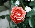 "Rose"